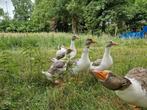 Jonge gans, mannetje, Dieren en Toebehoren, Pluimvee, Meerdere dieren, Gans of Zwaan