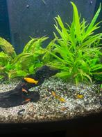 Gezocht algeneters, Vis, Zoetwatervis