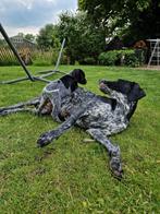 Duitse staande korthaar pups met stamboom, Dieren en Toebehoren, Honden | Setters en Staande honden, Duitse Staande hond, Rabiës (hondsdolheid)