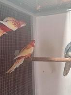 Rubino rosella's., Dieren en Toebehoren, Vogels | Parkieten en Papegaaien, Meerdere dieren, Parkiet, Geringd