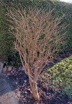 Struik, Ophalen, Overige soorten, Struik, 100 tot 250 cm