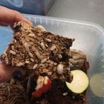 Isopods armadillidium granulatum white pearl, Dieren en Toebehoren, Insecten en Spinnen, Overige soorten