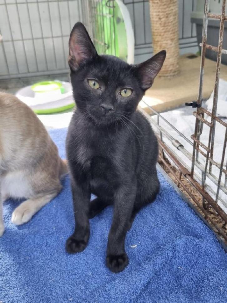 ACE: Josito is een ware knuffelkont, Dieren en Toebehoren, Katten en Kittens | Overige Katten, Kortharig, Kater, 0 tot 2 jaar