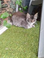 Mooie mainecoon kittens, Meerdere dieren, Gechipt