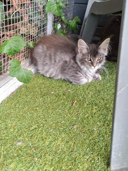 Mooie mainecoon kittens, Dieren en Toebehoren, Katten en Kittens | Raskatten | Langhaar, Meerdere dieren, Gechipt, Ingeënt