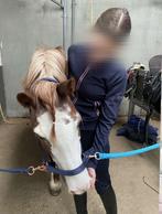 Verzorger aangeboden, Dieren en Toebehoren, Ophalen of Verzenden