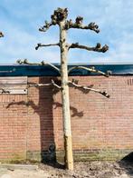 2 Leilindes, Tuin en Terras, Planten | Bomen, Lente, Ophalen