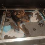 Werpkist met eventueel een puppyren/kennel, Dieren en Toebehoren, Ophalen, Hondenkennel, Minder dan 65 cm, 110 cm of meer