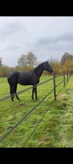 Kwpn drachtige merrie, Merrie