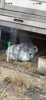 2 konijnen met nachthok en ren, Dieren en Toebehoren, Juni, Meerdere dieren