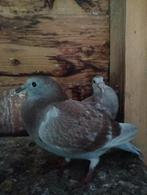 Jonge postduiven te koop, Dieren en Toebehoren, Meerdere dieren, Postduif