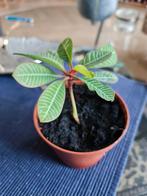 Verse zaden Madagascar Jewel, Huis en Inrichting, Kamerplanten, Ophalen of Verzenden, Overige soorten, Minder dan 100 cm