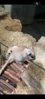 Gerbils te koop, Dieren en Toebehoren, September, Mannelijk, Overige typen