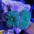 Ricordea yuma, Dieren en Toebehoren, Ophalen of Verzenden, Gevuld zeewateraquarium