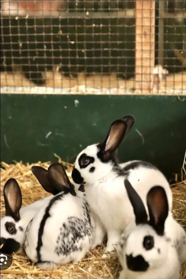 Gezocht lotheringer ooi groot, Dieren en Toebehoren, Konijnen, Groot, Vrouwelijk