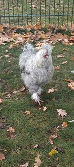 Zijdehoen haan, Dieren en Toebehoren, Pluimvee, Mannelijk, Kip