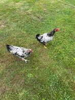 2 wyandotte haantjes, Dieren en Toebehoren, Pluimvee, Mannelijk, Kip