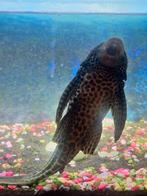 Algeneter, Dieren en Toebehoren, Vis