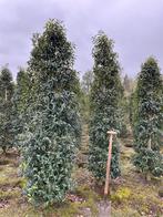 Mooie grote Portugese laurier tot 275 cm, Tuin en Terras, Planten | Bomen, Bloeit niet, Halfschaduw, 100 tot 250 cm, Overige soorten