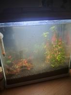 The koop aquarium alles los te koop, Dieren en Toebehoren, Ophalen, Zo goed als nieuw, Gevuld zoetwateraquarium