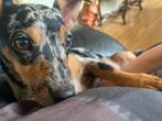 Pup tekoop van het zelfde nest, Dieren en Toebehoren, Rabiës (hondsdolheid), Teef, Eén hond, Nederland