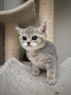 Britse korthaar kittens prachtig en goed verzorgd!, Ontwormd