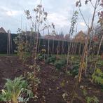 Amberboom 250-300cm, ook meerstammig, Tuin en Terras, Planten | Bomen, Ophalen, Volle zon, Overige soorten