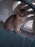 Twee lieve Britse korthaar kittens – Geboren 13 mei 2025. 1, Dieren en Toebehoren, Katten en Kittens | Raskatten | Korthaar, Meerdere dieren