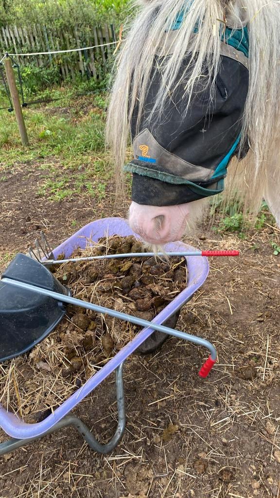 Stalgenoot gezocht in Eindhoven/Son, Dieren en Toebehoren, Stalling en Weidegang
