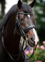 HB SHOWTIME Special STANG & TRENS Hoofdstel Full LAK Nieuw!, Dieren en Toebehoren, Paarden en Pony's | Hoofdstellen en Tuigage