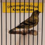 Zwartkopsijs x timbrado bastaard Goede zanger, Dieren en Toebehoren, Vogels | Overige Vogels, Mannelijk, Geringd