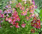 59/ zaad Boerenorchidee - Schizanthus w. - kleurenMIX, Tuin en Terras, Bloembollen en Zaden, Halfschaduw, Ophalen of Verzenden