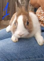 Vrolijke mini-konijntjes, ideaal voor een warm gezin, Dieren en Toebehoren, Konijnen, Meerdere dieren, Klein, 0 tot 2 jaar