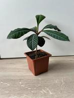 Madagascar jewel, Ophalen, Overige soorten, Minder dan 100 cm