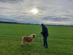 Super klein merrie'tje, Dieren en Toebehoren, Pony's, Merrie, Niet van toepassing, 0 tot 2 jaar, A pony (tot 1.17m)