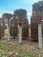 Fagus Sylvatica ❗️🌳 groene blokbeuk🌳❗️, Tuin en Terras, Planten | Bomen, Ophalen, Bloeit niet, Halfschaduw, Overige soorten