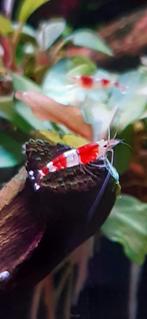 Cardina Logemanni Crystal Red Garnalen, Dieren en Toebehoren, Vissen | Aquariumvissen, Kreeft, Krab of Garnaal