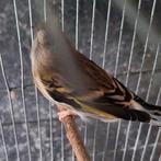 Bastaard putter, Dieren en Toebehoren, Geslacht onbekend, Bastaard