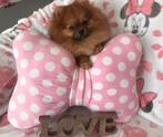 Pomeranian Dekreu *niet te koop*, Dieren en Toebehoren, Honden | Dekreuen, Rabiës (hondsdolheid), Reu, Meerdere, 3 tot 5 jaar