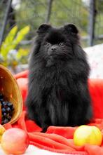 продаю, Dieren en Toebehoren, Honden | Poolhonden, Keeshonden en Oertypen, Particulier, 15 weken tot 1 jaar, Buitenland, Teef