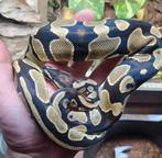 Trio python regius DH dreamsicle, Dieren en Toebehoren, Slang, 3 tot 6 jaar