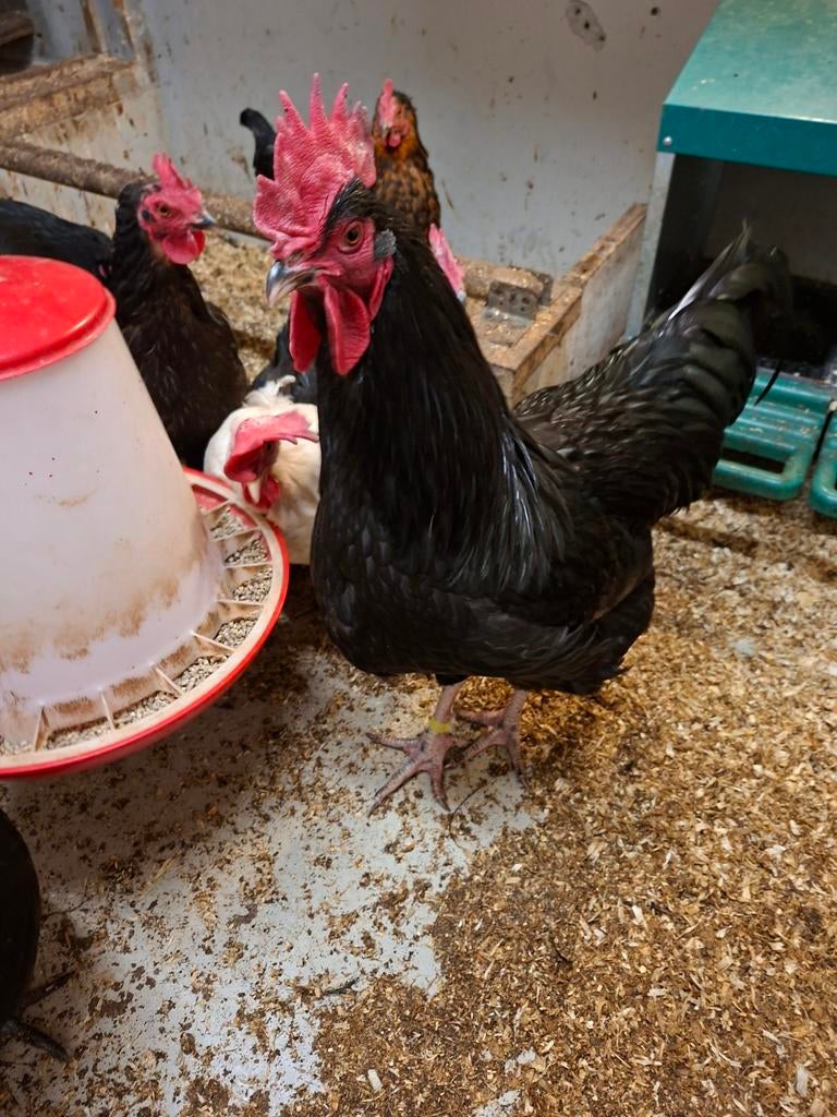 Mooie australorp haan., Dieren en Toebehoren, Mannelijk, Kip