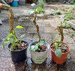 Baby Philodendron Hastatum Silver Sword🪴kamerplantjes🪴, Ophalen, Overige soorten, Halfschaduw, In pot