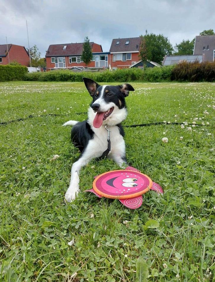 Buddy gecastreerde reu | Herplaatsing, herplaatser, Dieren en Toebehoren, Honden | Dekreuen, Reu, Particulier, Eén hond, Nederland
