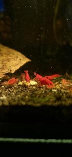 Vuurgarnaal (Neocaridina), Kreeft, Krab of Garnaal, Schoolvis