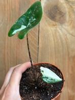Alocasia zebrina variegata plant albo white wit halfmoon, Huis en Inrichting, Ophalen of Verzenden, Overige soorten, Minder dan 100 cm