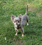 Lilac tan langharig chihuahua reutje, 15 weken tot 1 jaar, Reu, CDV (hondenziekte), Eén hond
