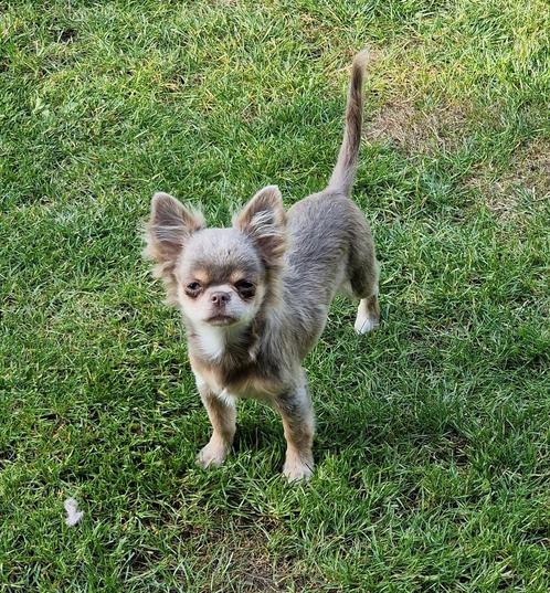 Lilac tan langharig chihuahua reutje, Dieren en Toebehoren, Honden | Chihuahua's en Gezelschapshonden, Reu, Chihuahua, Particulier