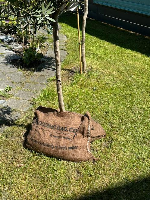 Nooit meer droogte — zelfs als je weg bent!, Tuin en Terras, Planten | Bomen, Overige soorten, Volle zon, Ophalen