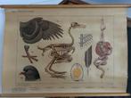 Bijplaat 'vogels in de winter', Ophalen of Verzenden, Natuur en Biologie